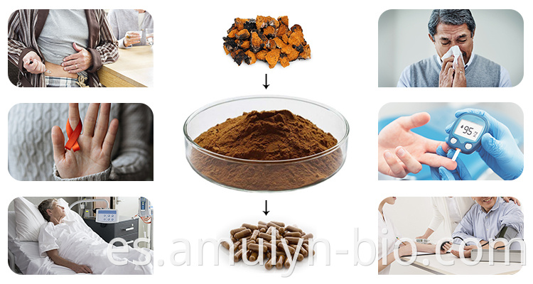 Chaga Mushroom Extract Powder